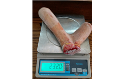 Nhung Hươu nguyên nhánh - 232 gram