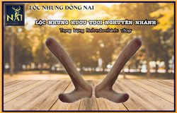 Nhung Hươu tươi nguyên nhánh - 100gr